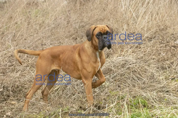 : Boxer dog outdoors : Boxer dog outdoors