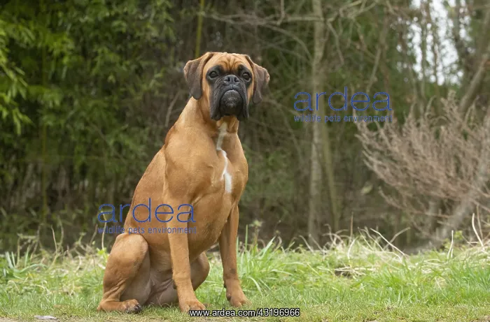 : Boxer dog outdoors : Boxer dog outdoors