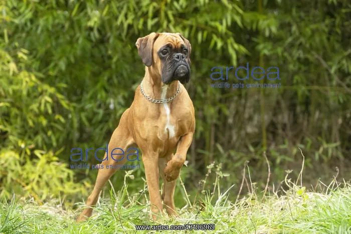 : Boxer dog outdoors : Boxer dog outdoors