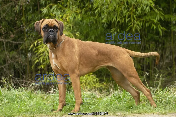 : Boxer dog outdoors : Boxer dog outdoors