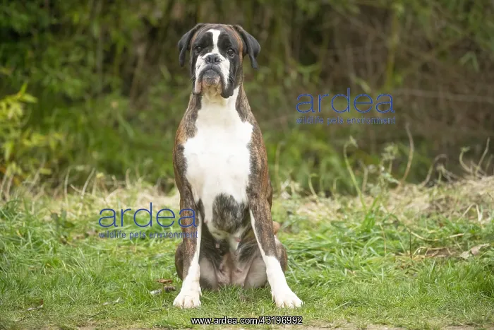 : Boxer dog outdoors : Boxer dog outdoors
