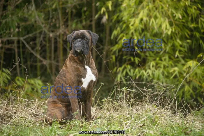  : Boxer dog outdoors