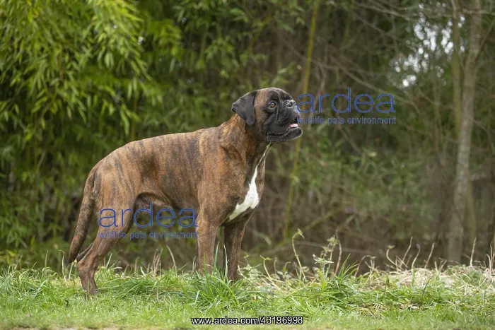 : Boxer dog outdoors : Boxer dog outdoors