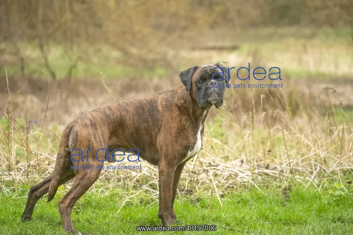 : Boxer dog outdoors : Boxer dog outdoors