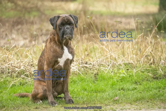 : Boxer dog outdoors : Boxer dog outdoors