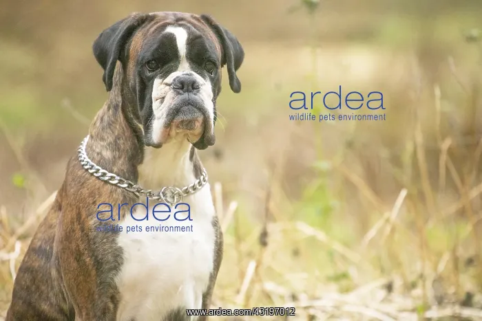 : Boxer dog outdoors : Boxer dog outdoors