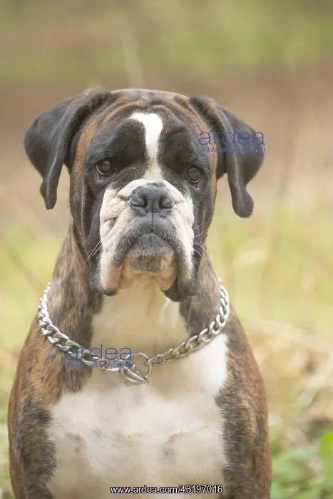: Boxer dog outdoors : Boxer dog outdoors