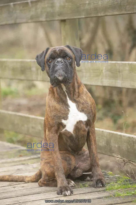 : Boxer dog outdoors : Boxer dog outdoors
