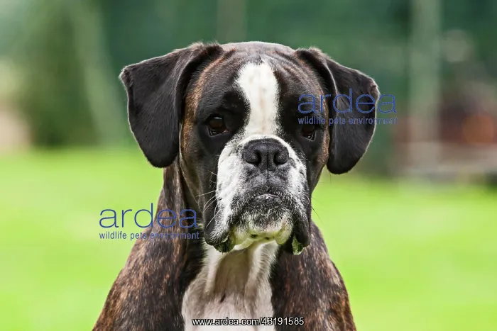 : Boxer dog, portrait : Boxer dog, portrait