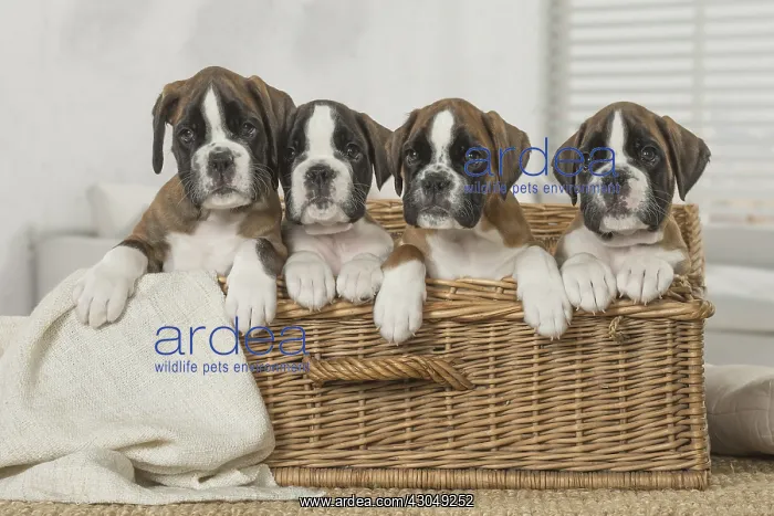  : Boxer Dog puppies in basket