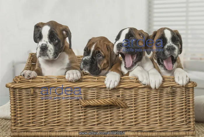  : Boxer Dog puppies in basket