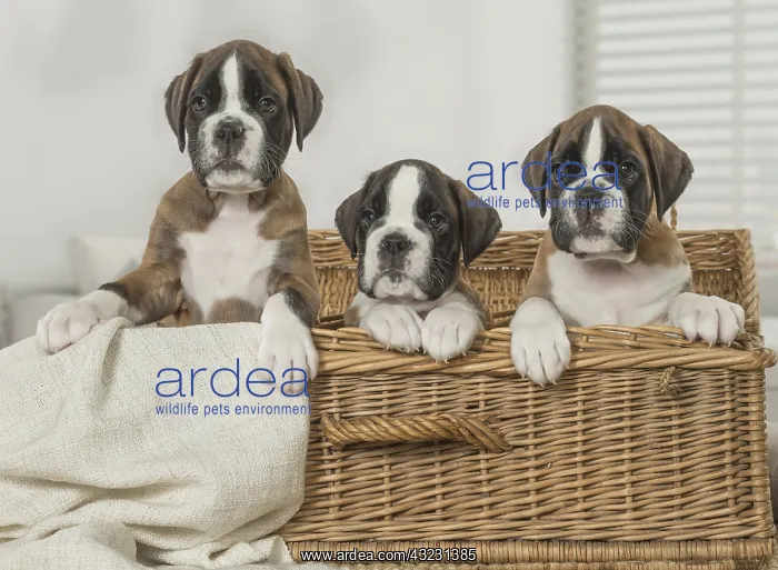  : Boxer Dog puppies in basket