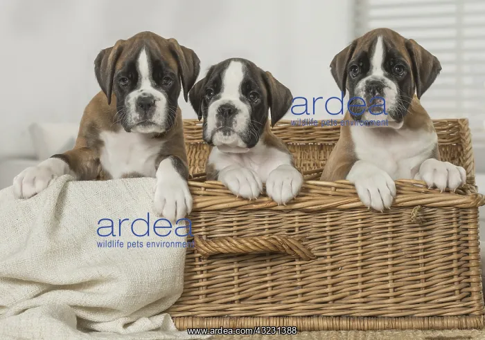  : Boxer Dog puppies in basket