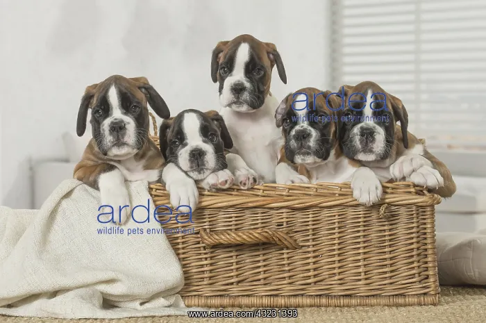  : Boxer Dog puppies in basket