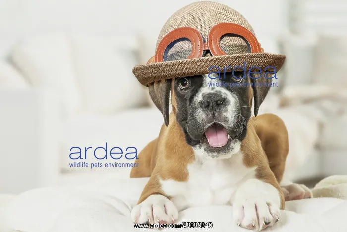  : Boxer Dog puppy