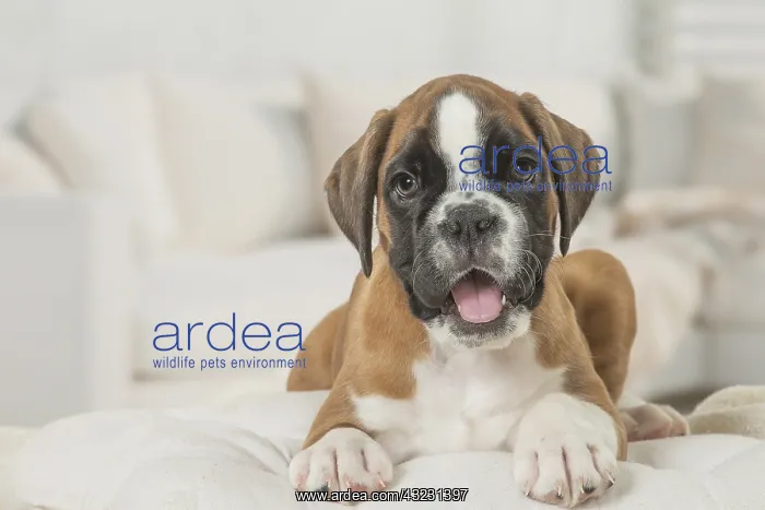  : Boxer Dog puppy