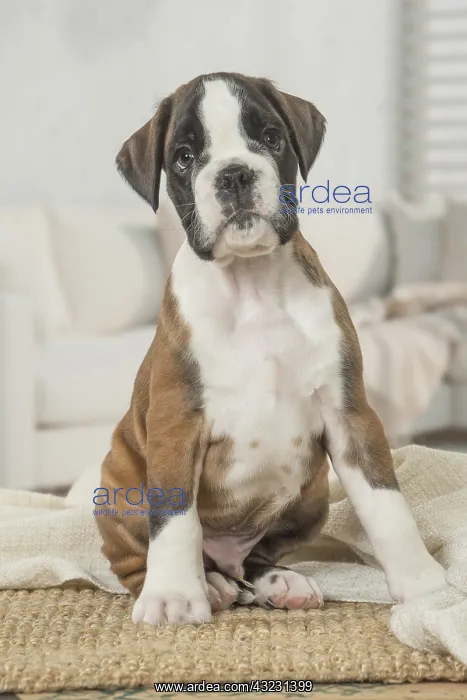  : Boxer Dog puppy