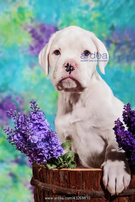  : Boxer dog, puppy