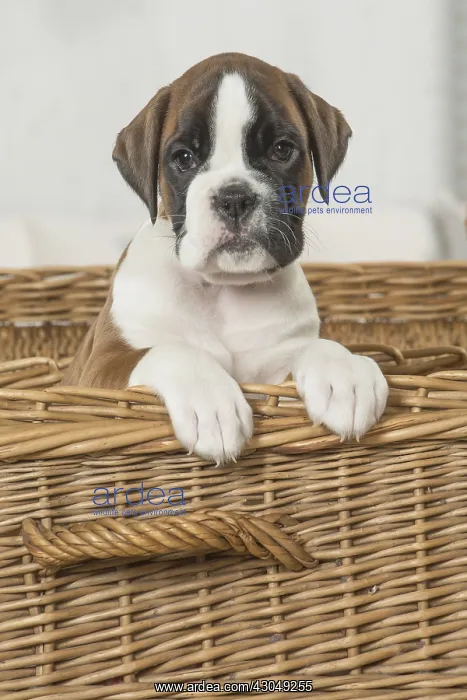  : Boxer Dog puppy in basket