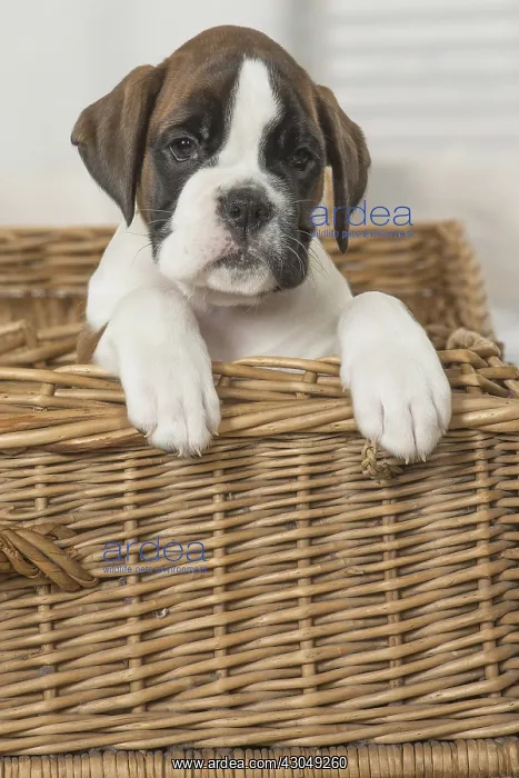 : Boxer Dog puppy in basket