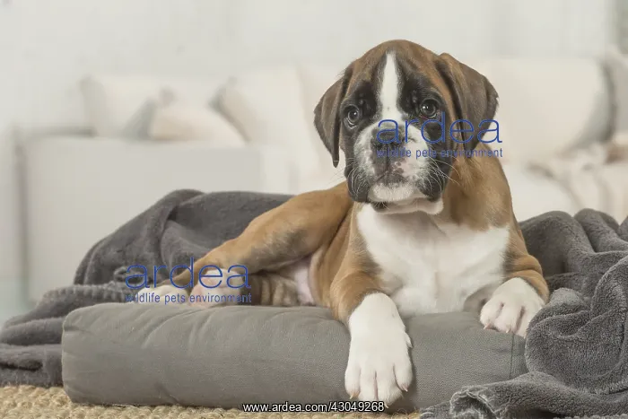  : Boxer Dog puppy under blanket