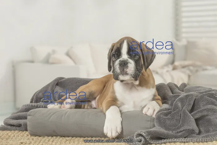  : Boxer Dog puppy under blanket