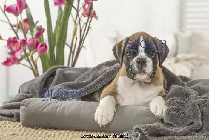  : Boxer Dog puppy under blanket
