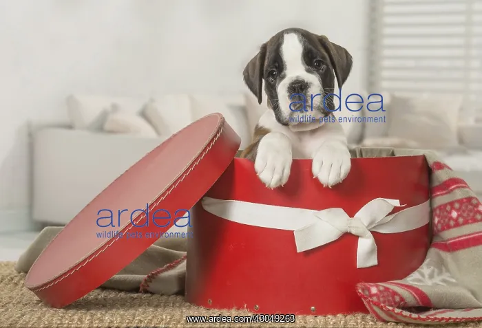  : Boxer Dog puppy in hat box