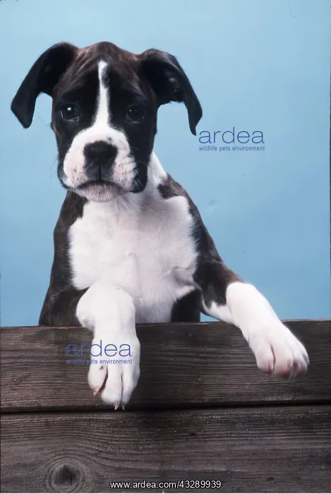 : Boxer DOG - puppy, front paws on fence : Boxer DOG - puppy, front paws on fence