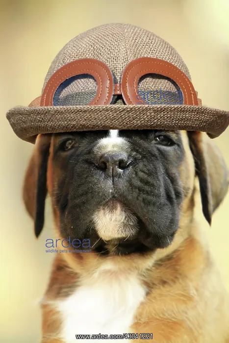  : A boxer dog puppy, portrait