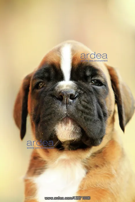 : A boxer dog puppy, portrait : A boxer dog puppy, portrait