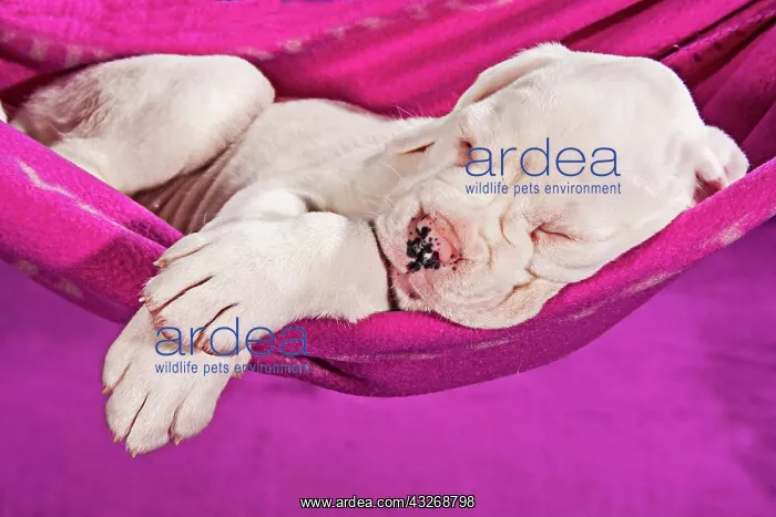 : Boxer dog, puppy sleeping in a hammock : Boxer dog, puppy sleeping in a hammock