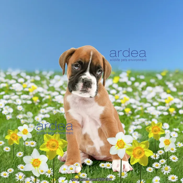 : Boxer Dog puppy in spring flowers, daisies and daffodils : Boxer Dog puppy in spring flowers, daisies and daffodils