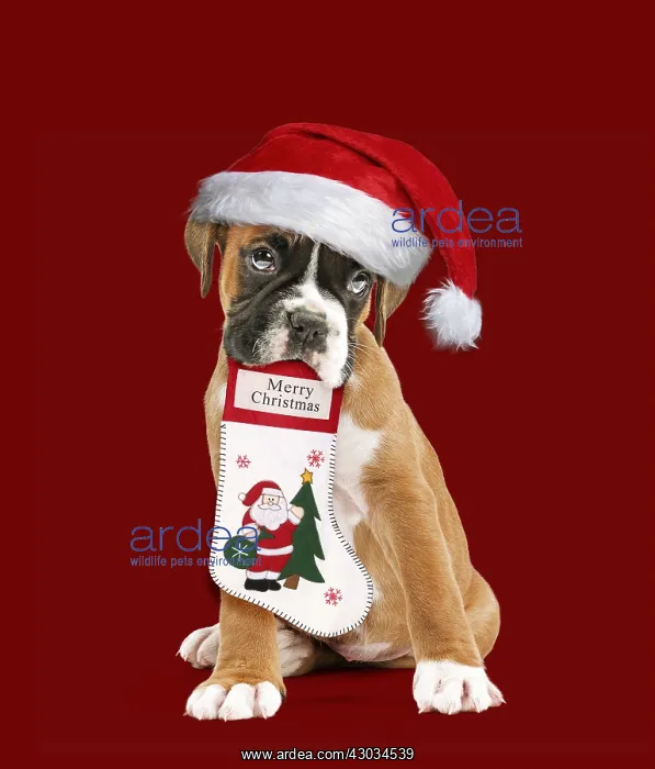 : Boxer Dog, puppy wearing Christmas hat holding : Boxer Dog, puppy wearing Christmas hat holding