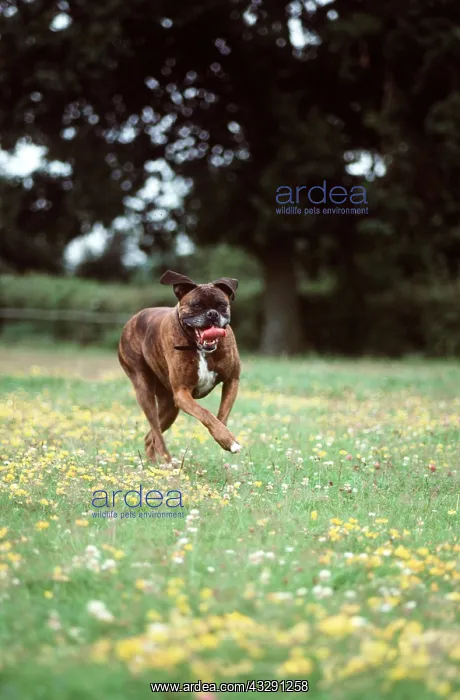  : Boxer DOG - Running in field