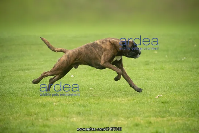 : Boxer dog running outdoors : Boxer dog running outdoors