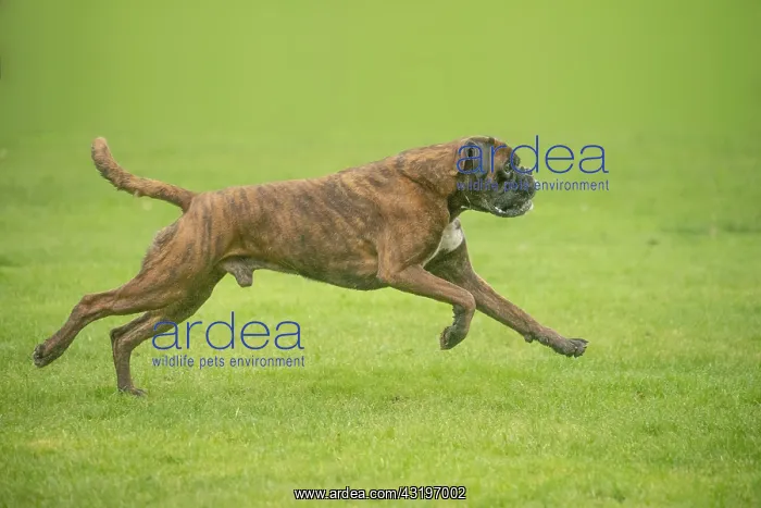 : Boxer dog running outdoors : Boxer dog running outdoors