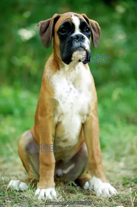 : Boxer Dog - Sitting down : Boxer Dog - Sitting down