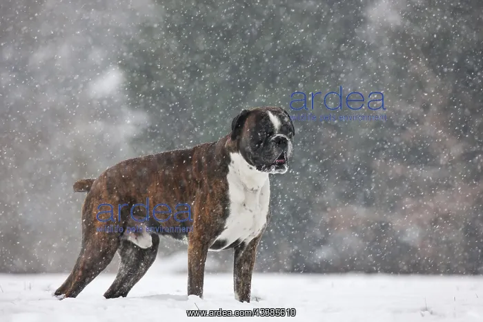  : Boxer dog in the snow in forest during snowfall in winter