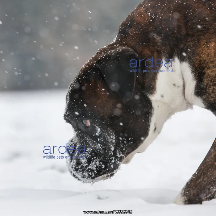 : Boxer dog in the snow in forest during snowfall in winter : Boxer dog in the snow in forest during snowfall in winter