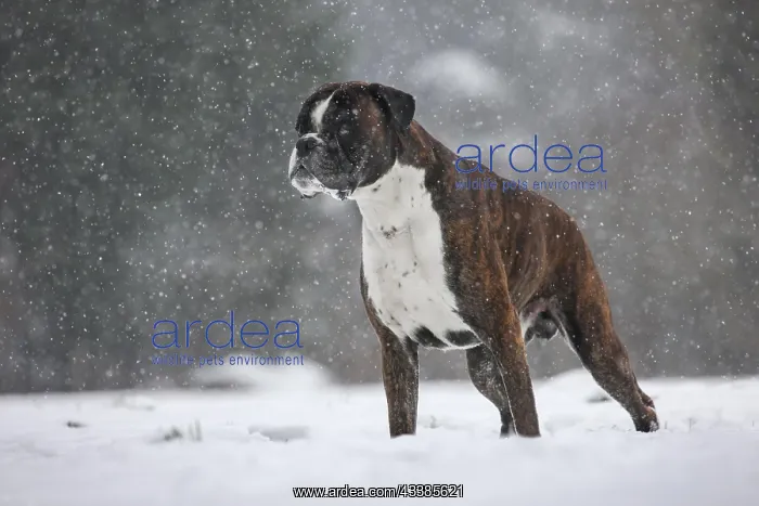 : Boxer dog in the snow in forest during snowfall in winter : Boxer dog in the snow in forest during snowfall in winter