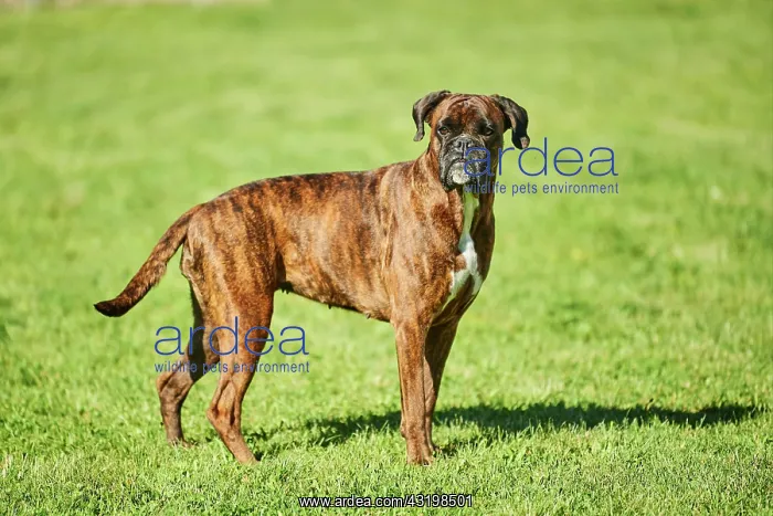 : Boxer dog standing on a meadow, Bavaria, Germany : Boxer dog standing on a meadow, Bavaria, Germany