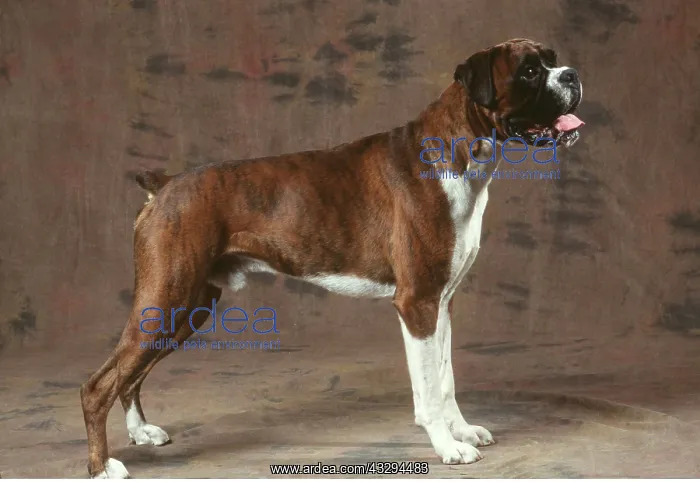 : BOXER DOG - standing, side view : BOXER DOG - standing, side view