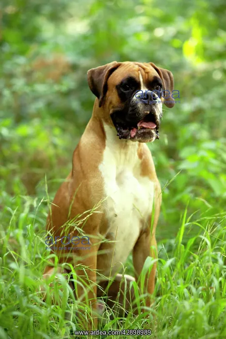  : Boxer Dog - with uncropped ears