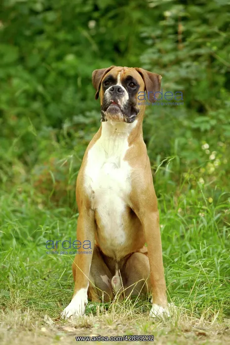  : Boxer Dog - with uncropped ears