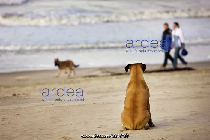 : Boxer Dog - watching Alsatian at seaside with couple : Boxer Dog - watching Alsatian at seaside with couple