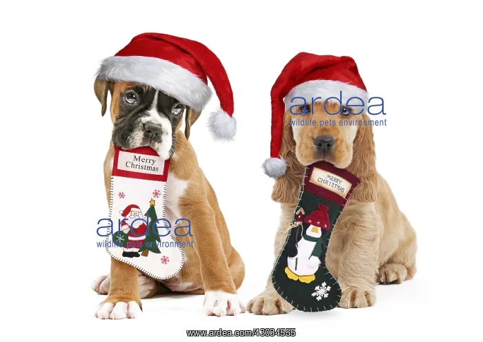  : Boxer and English Cocker Spaniel Dog both wearing