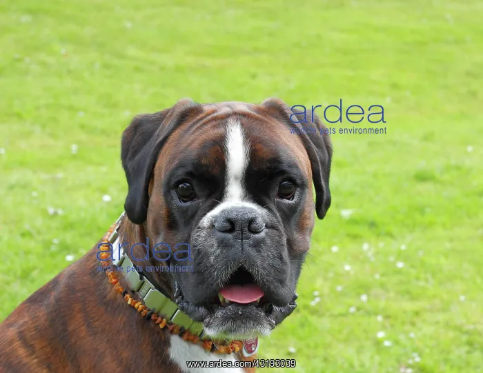 : Boxer or German Boxer, dog portrait Boxer Portrait : Boxer or German Boxer, dog portrait Boxer Portrait