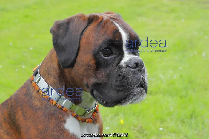 : Boxer or German Boxer, dog portrait Boxer Portrait : Boxer or German Boxer, dog portrait Boxer Portrait