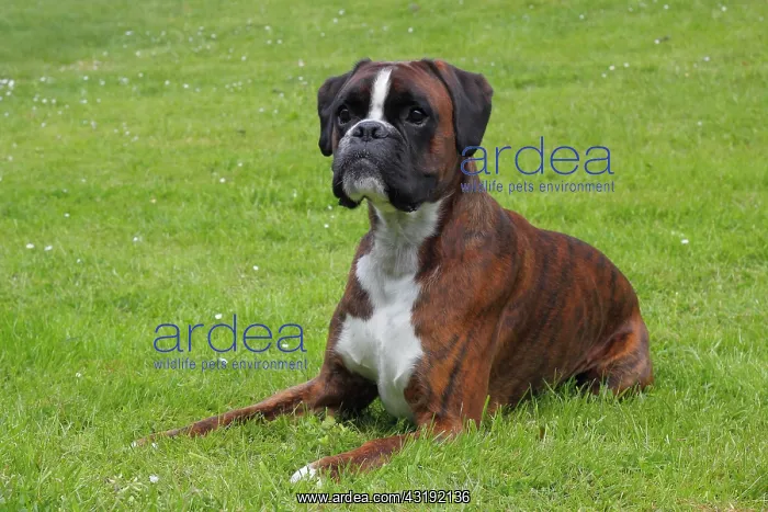 : Boxer or German Boxer, lying on a meadow Boxer liegt : Boxer or German Boxer, lying on a meadow Boxer liegt